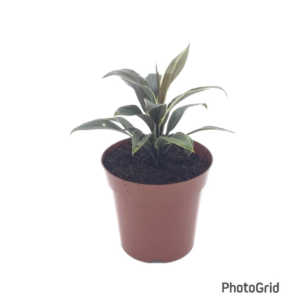 Cordyline pote 12 (enviamos para todo Brasil)