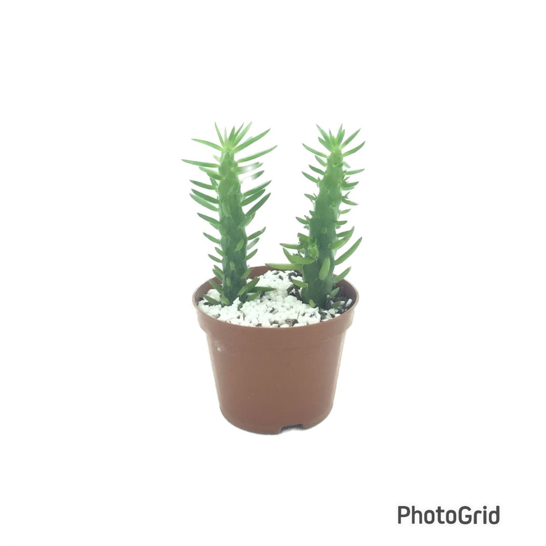 CACTUS VARIADOS MDPT11