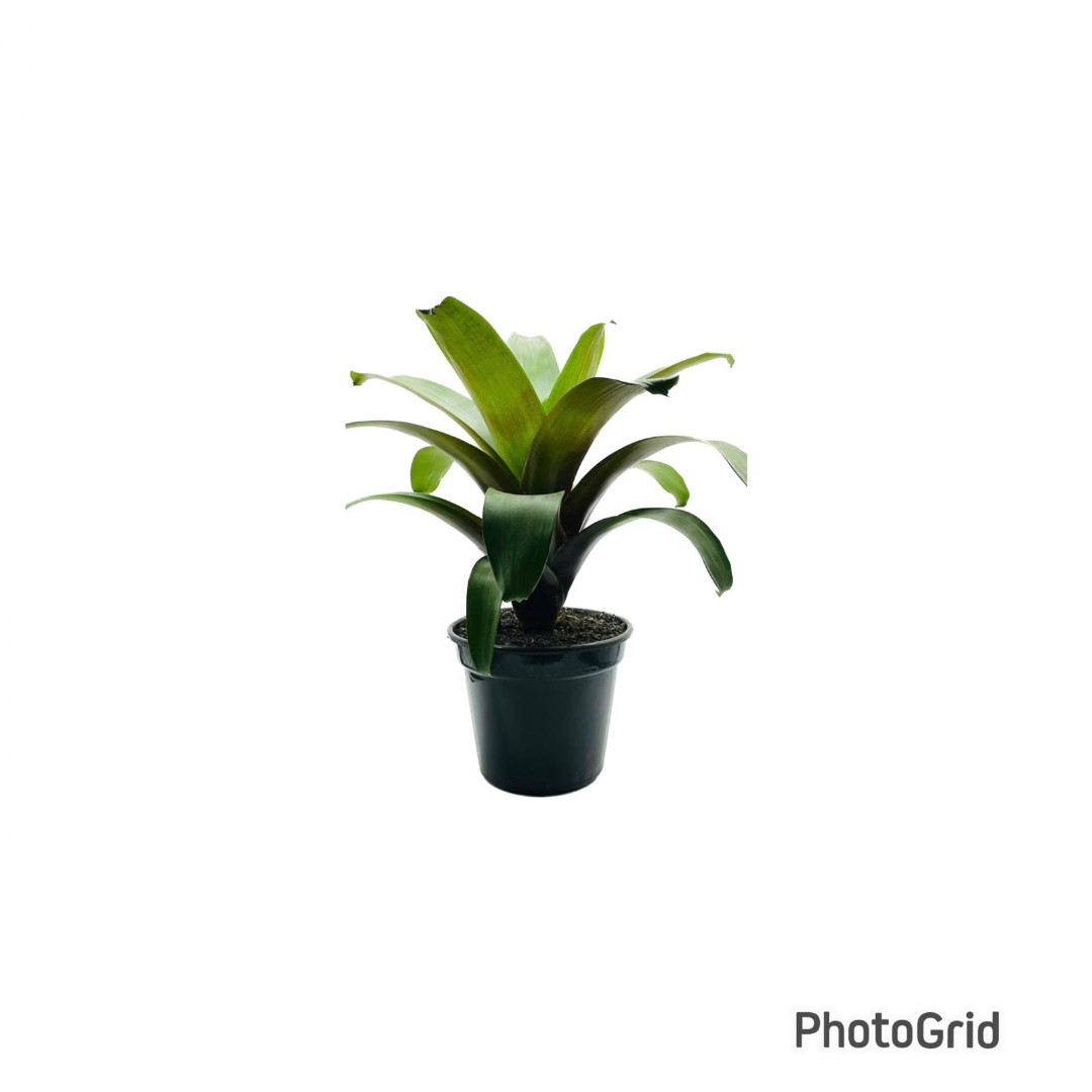 BROMELIA IMPERIAL PT27