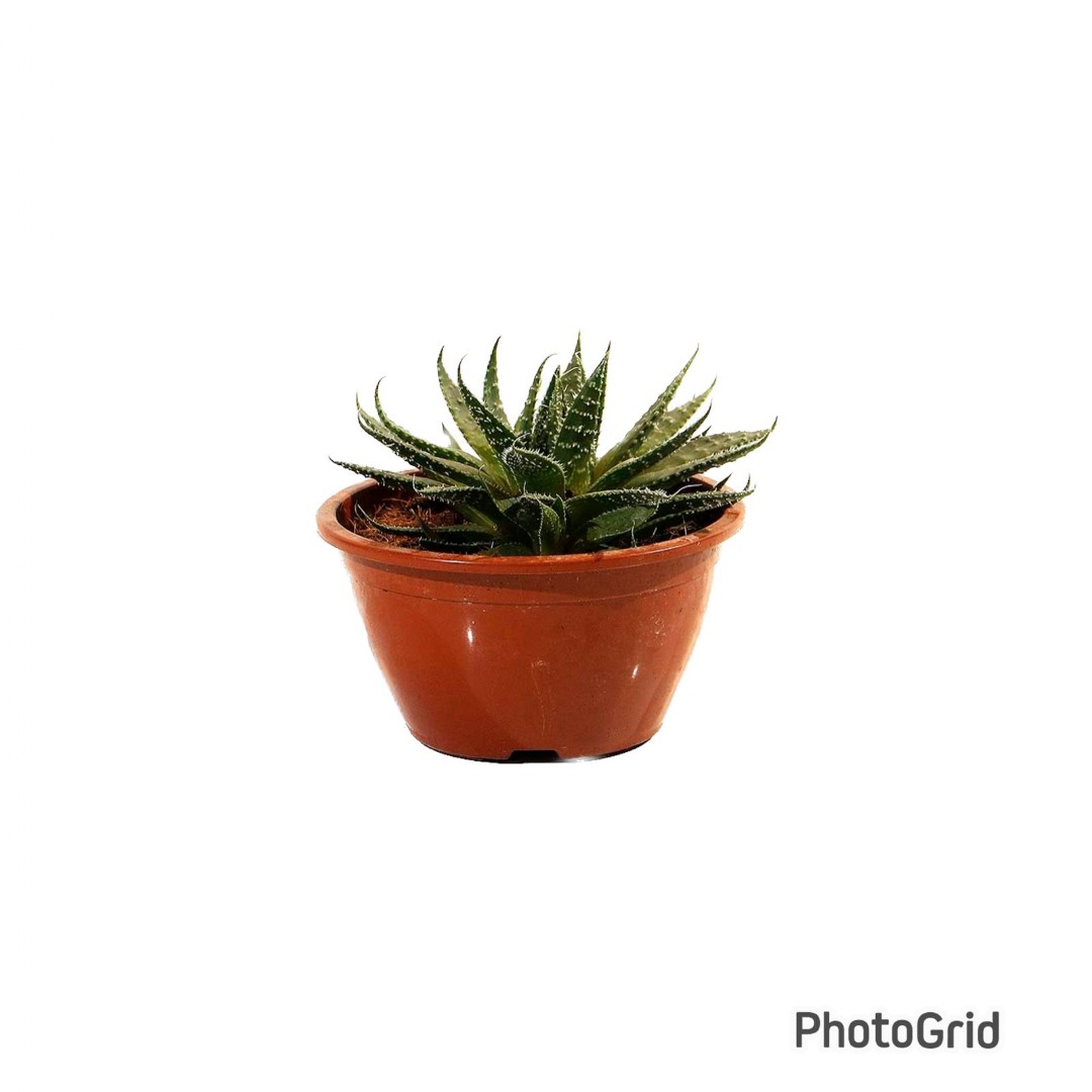 ALOE ARISTATA MDCA13