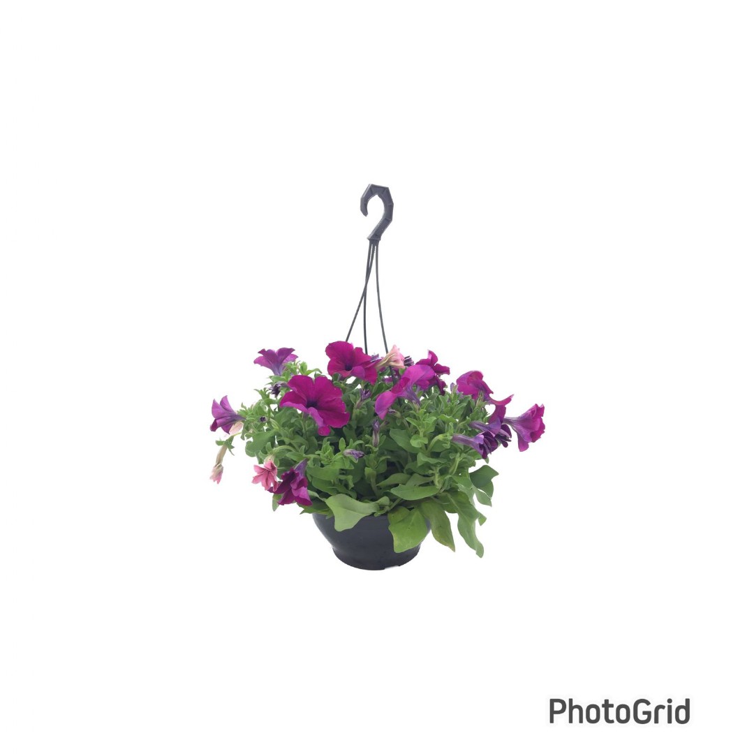 PETUNIA CUIA 21