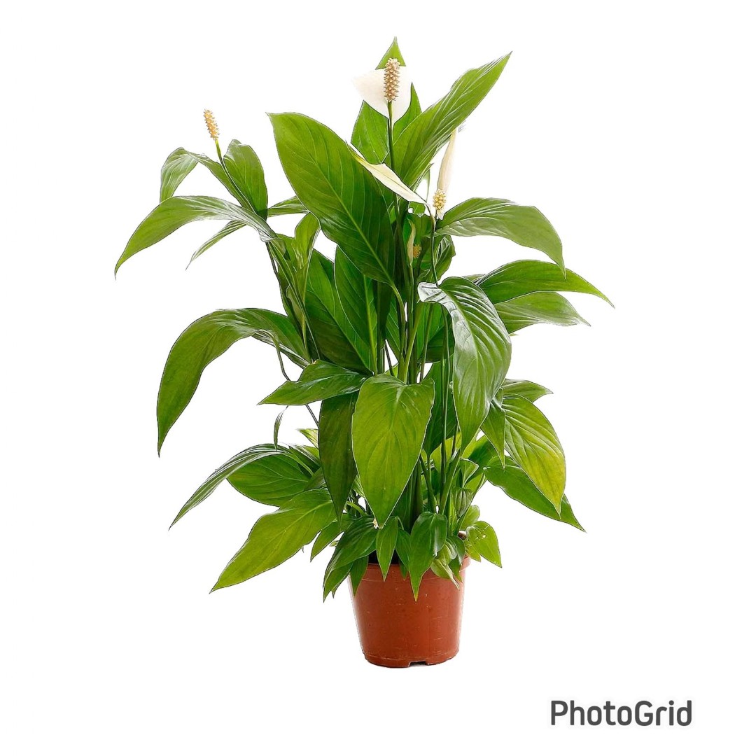 Lírio da Paz (Spathiphyllum) PT 15