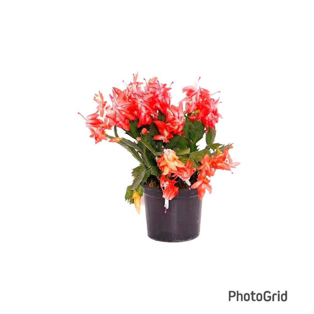 Flor De Maio MDPT11 Cores Variadas