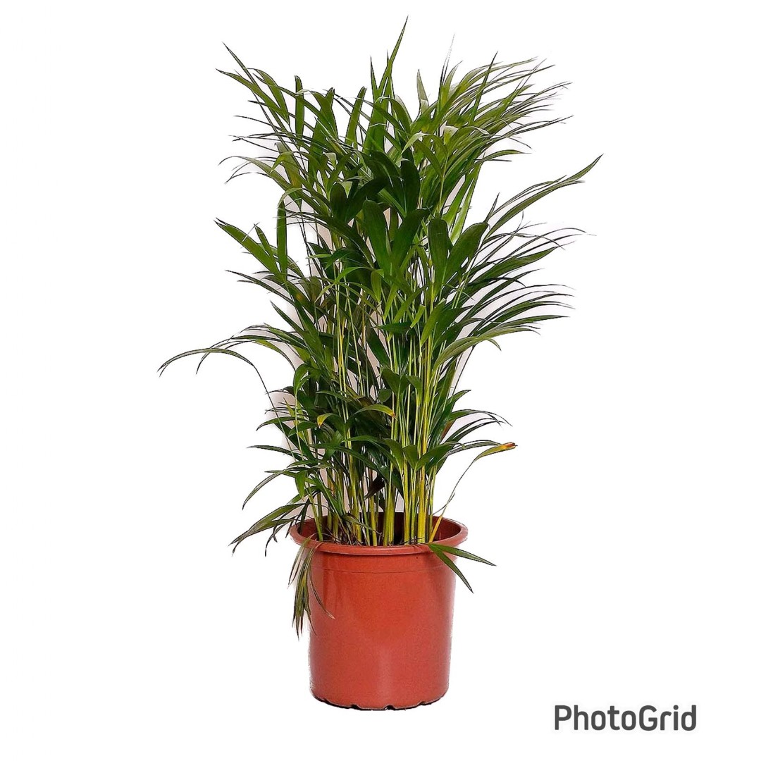 Palmeira Areca Bambu MDPT24