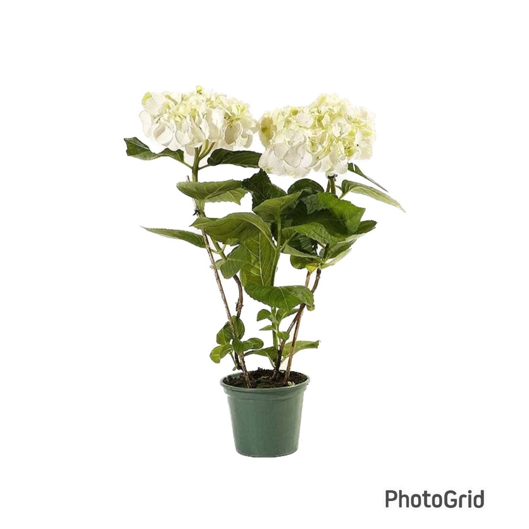 Hortensia CORES VARIADAS pote 14