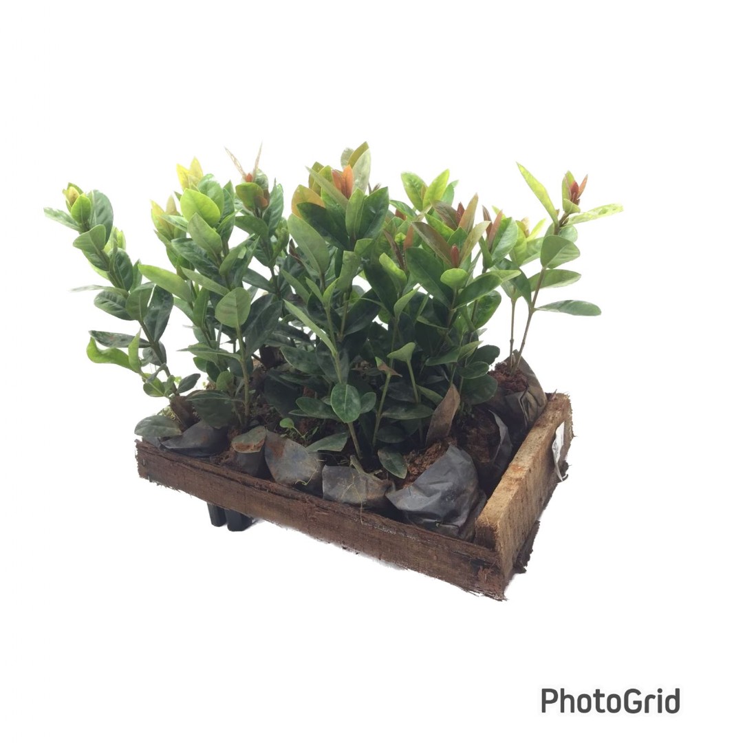 IXORA MDCX15