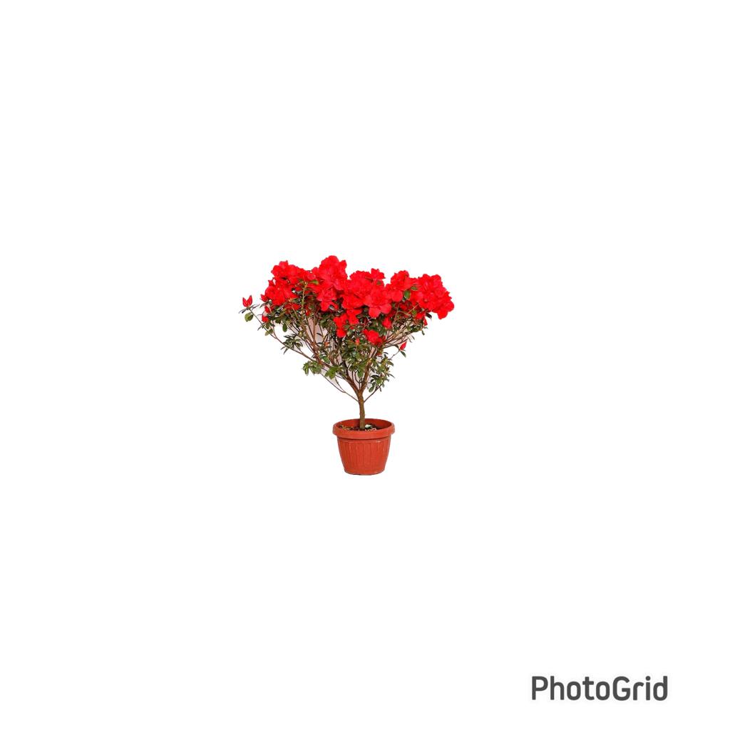Azaleia Bonsai Medio Duplo MDPT