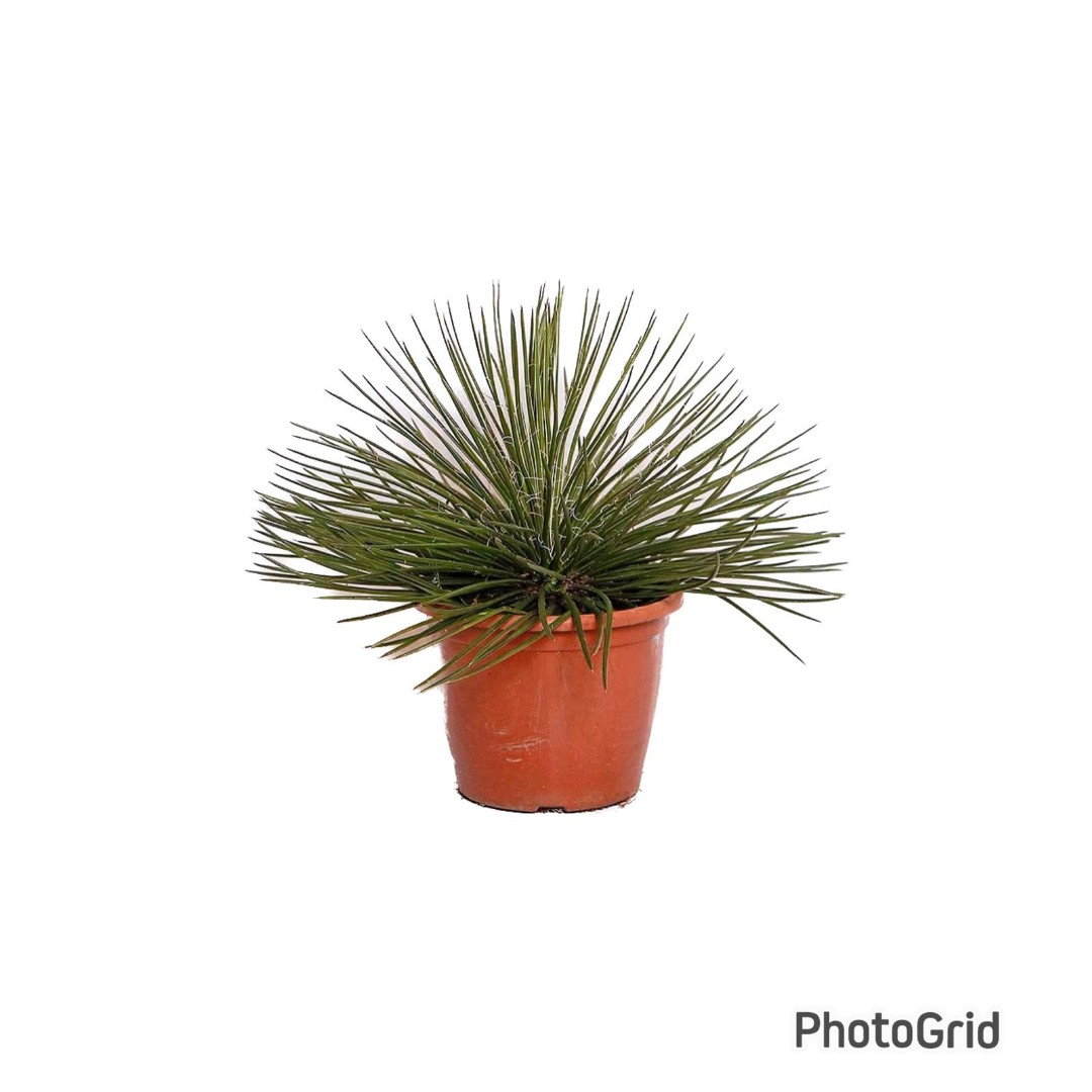Agave Palito MDPT24