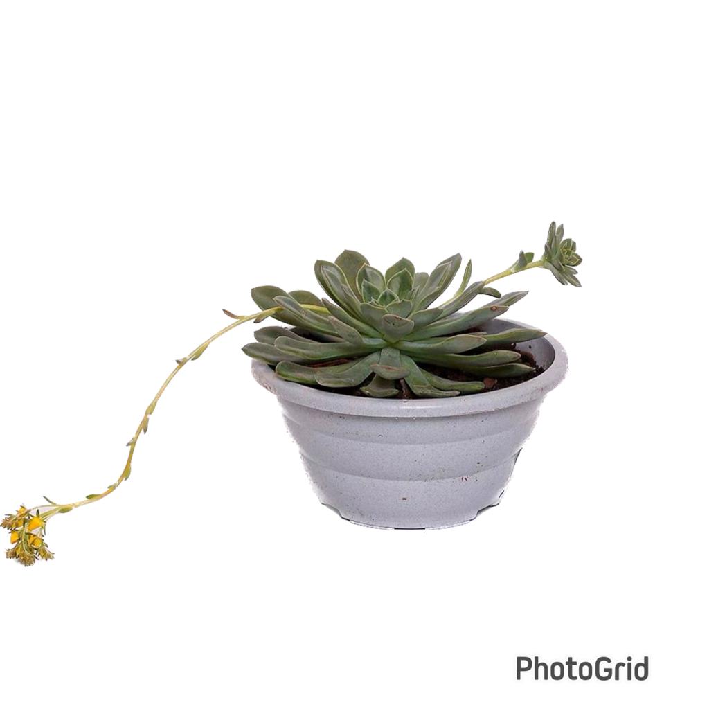 Echeveria MDCA21