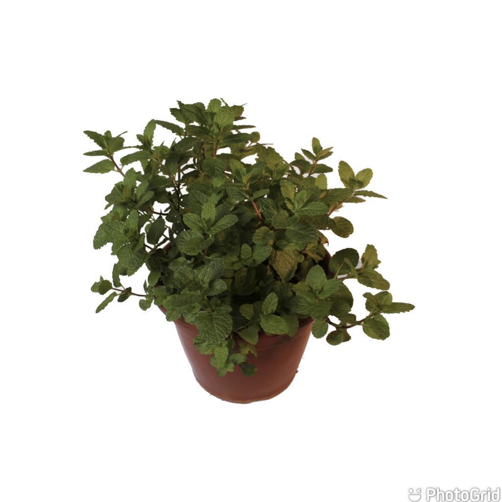 HORTELA MDPT24