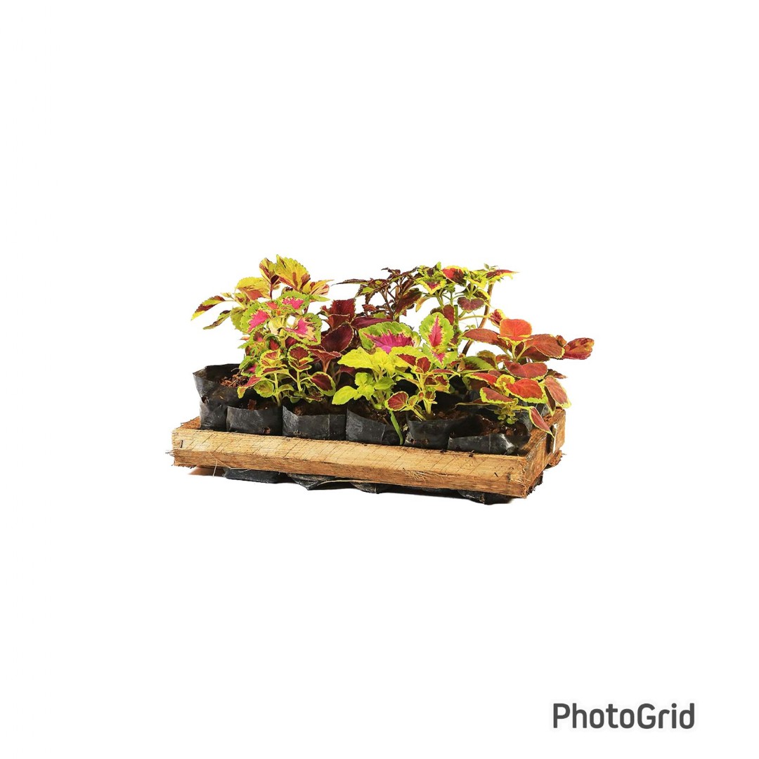 COLEUS MDCX15