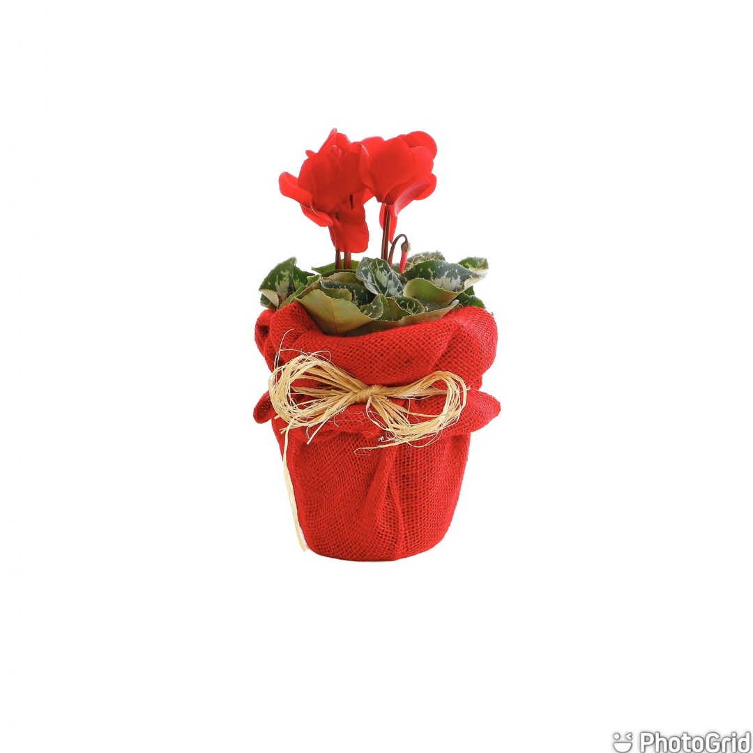 Arranjo Natural Cyclamen Lisboa 23