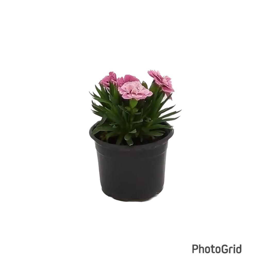 DIANTHUS DOBRADO PT 11 - CORES VARIADAS