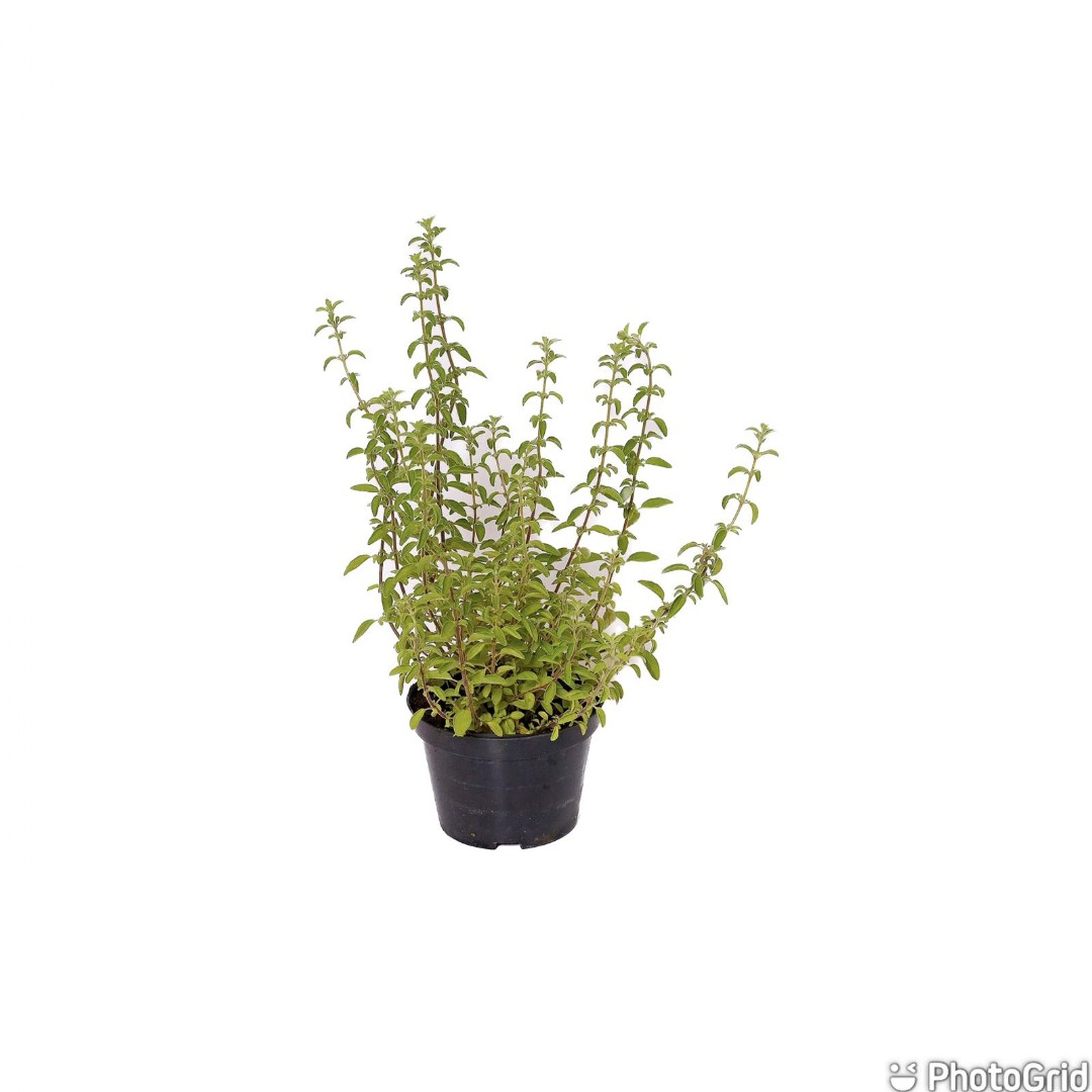 Oregano Pt11