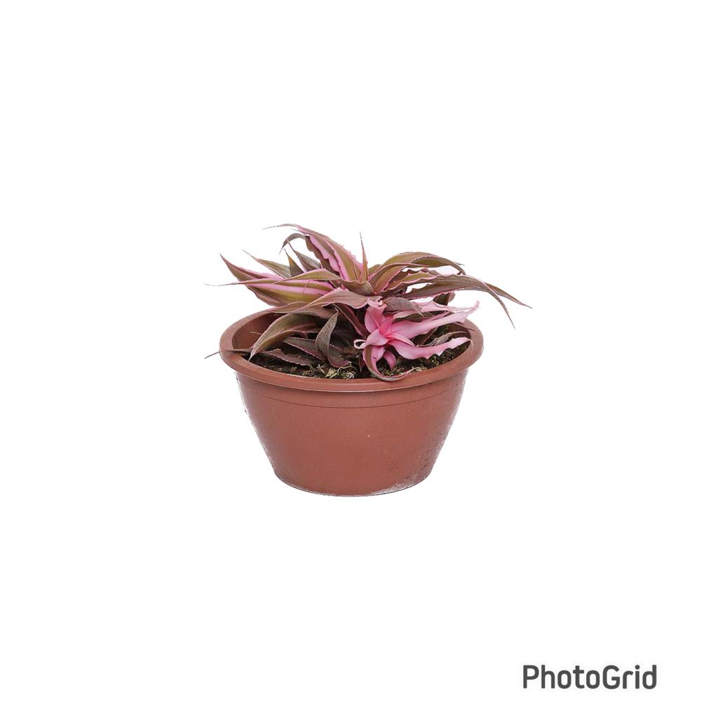 Cryptanthus MDCA13FA