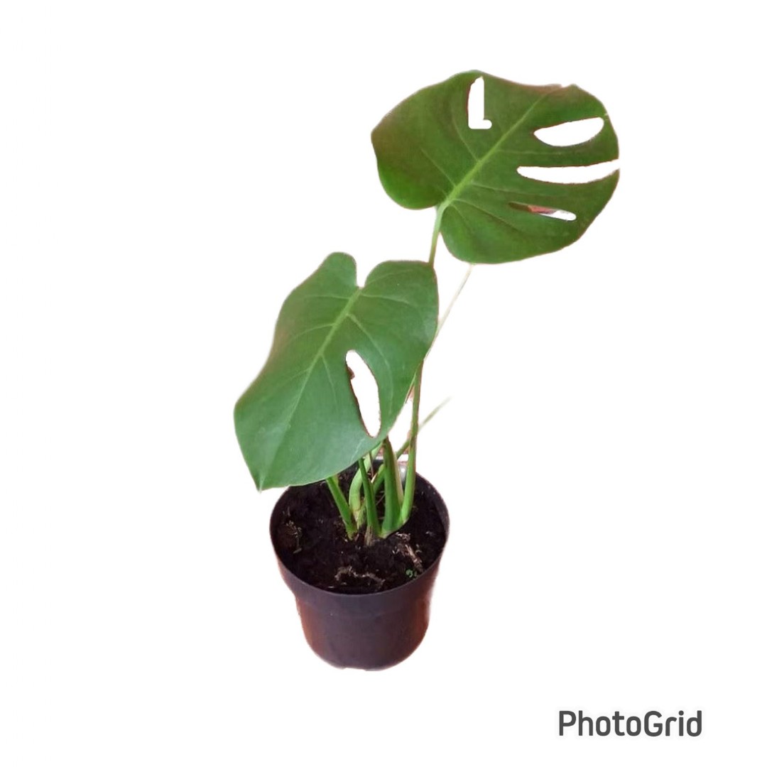 MONSTERA DELICIOSA POTE 24