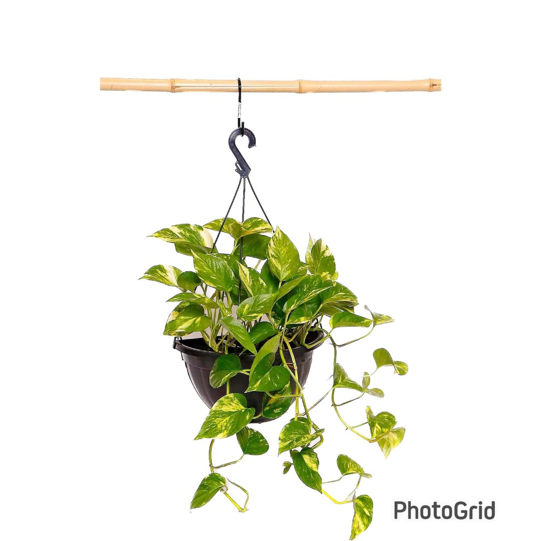 Jiboia Pendente 1/2 Vaso MD