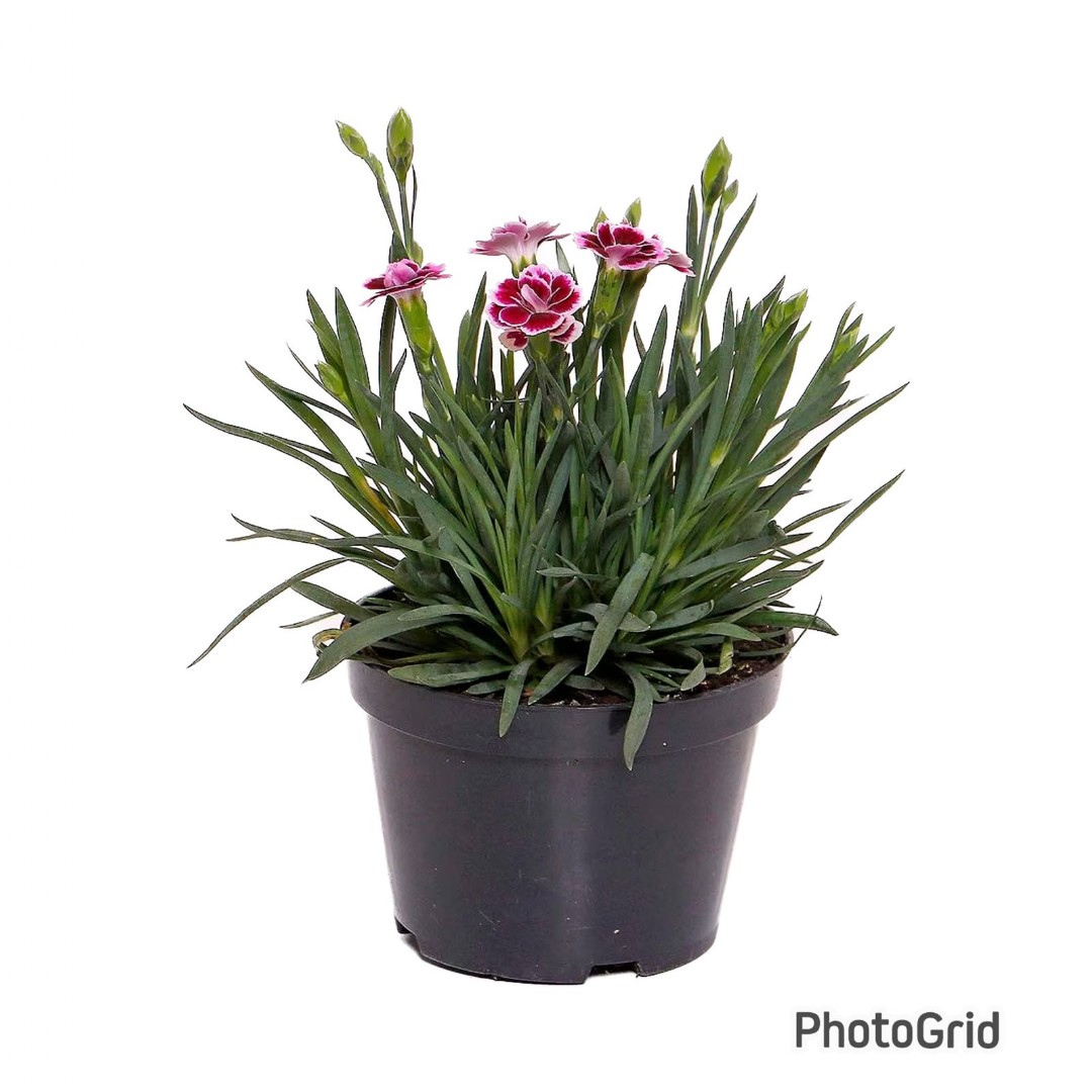 Dianthus MDPT11