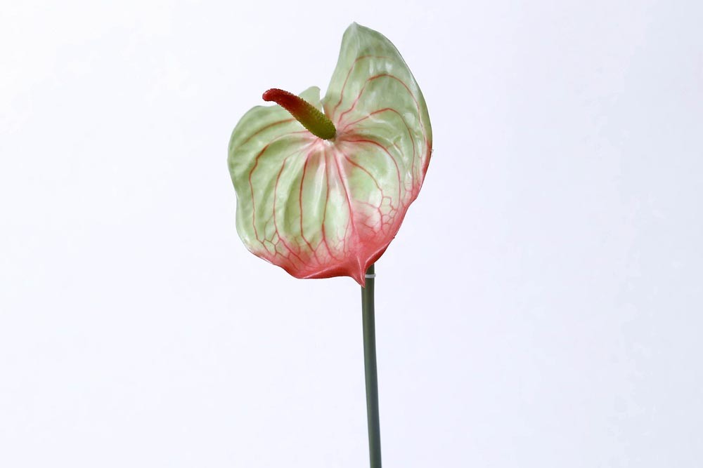 haste anturio artificial vm/vd (70cm)