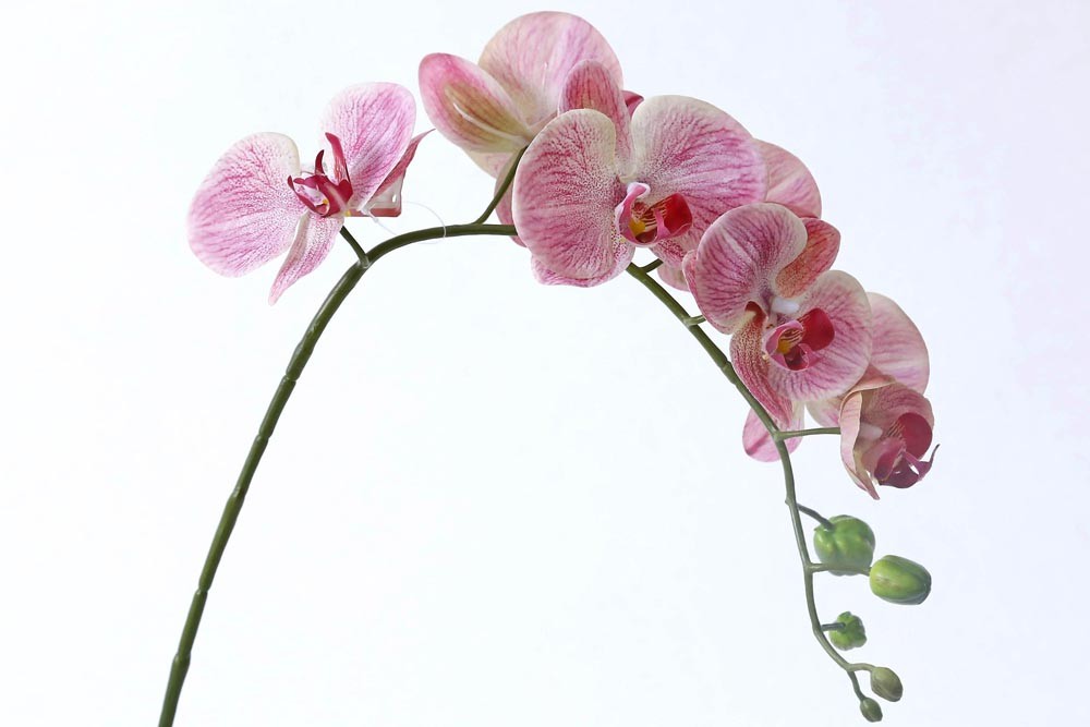 haste orquidea artificial rosa (72cm)