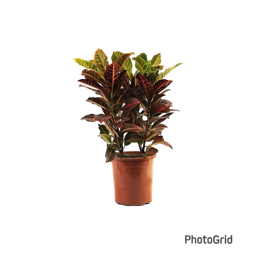 Croton Hibrido Petra MDPT24 (enviamos para todo Brasil)