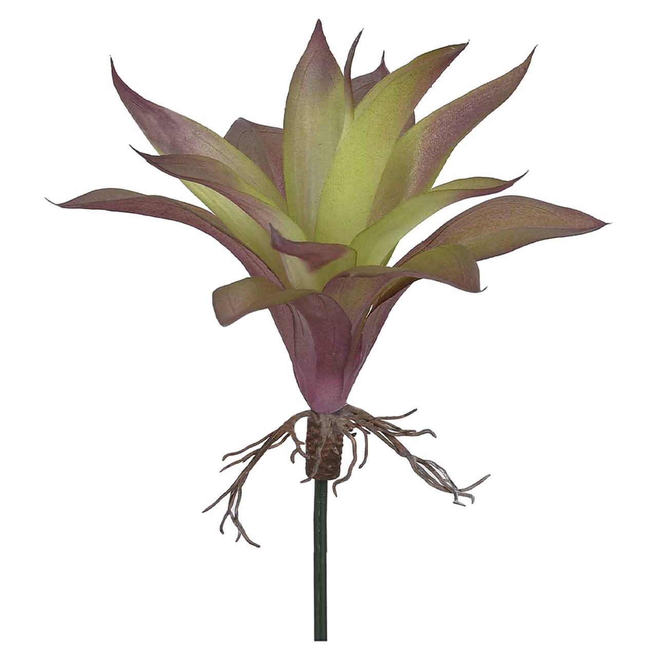 AGAVE COM RAIZ X13 VD OUT 24CM