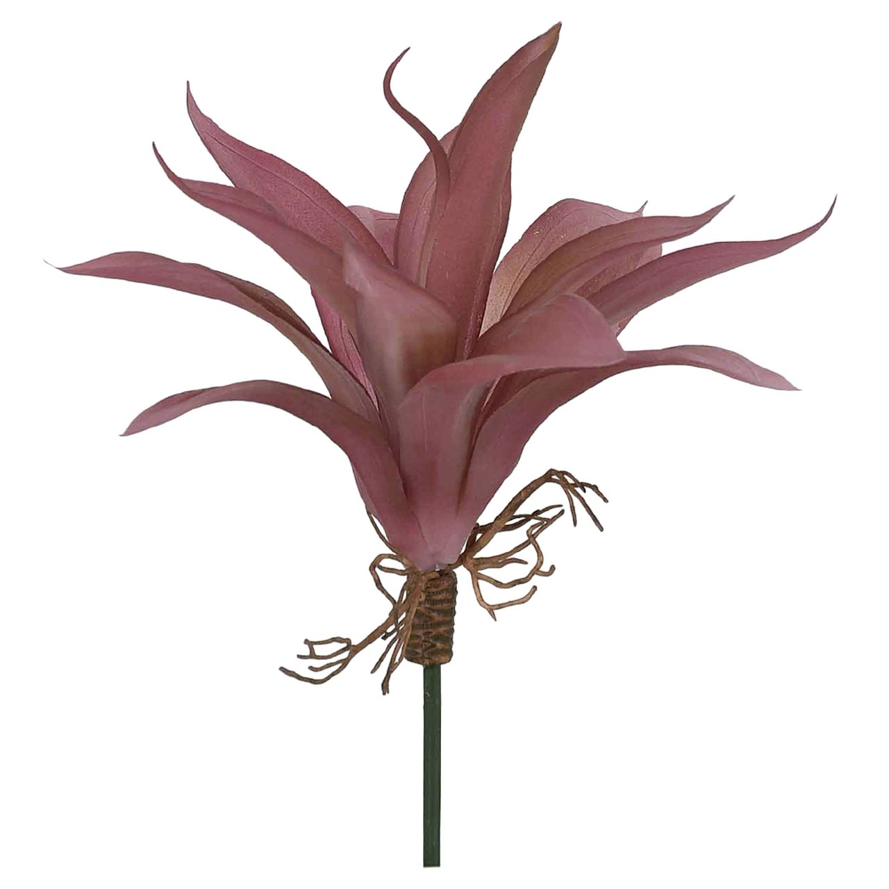 AGAVE COM RAIZ X13 VM OUT 24CM