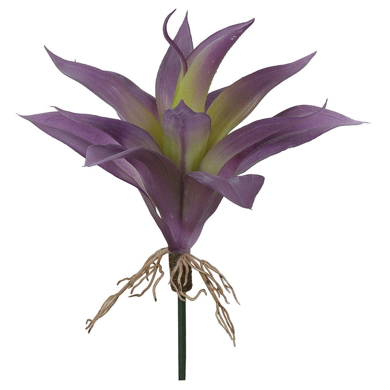 AGAVE COM RAIZ X13 BEAUTY OUTONO 24CM