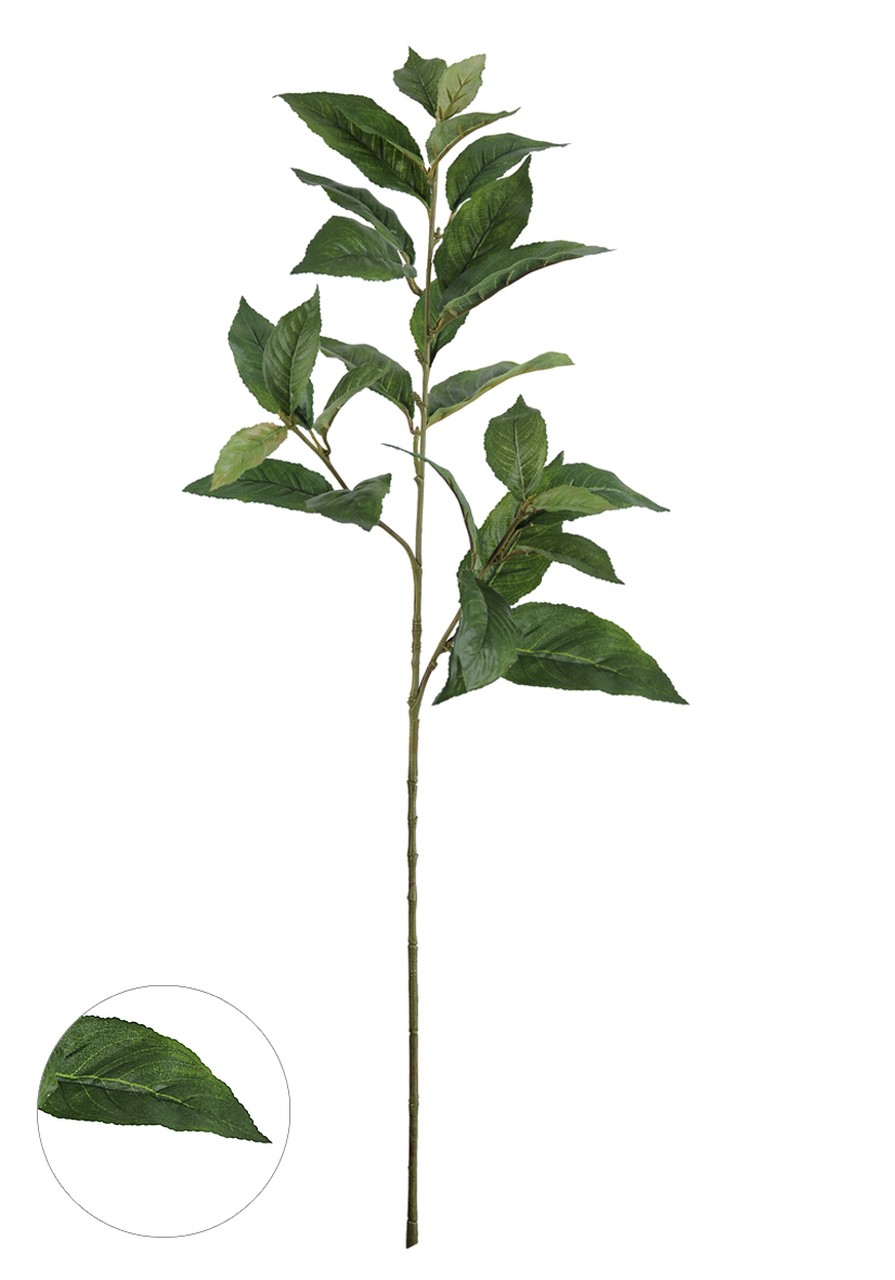 FOLHA SANCHEZIA C/UV X26 VD 80CM