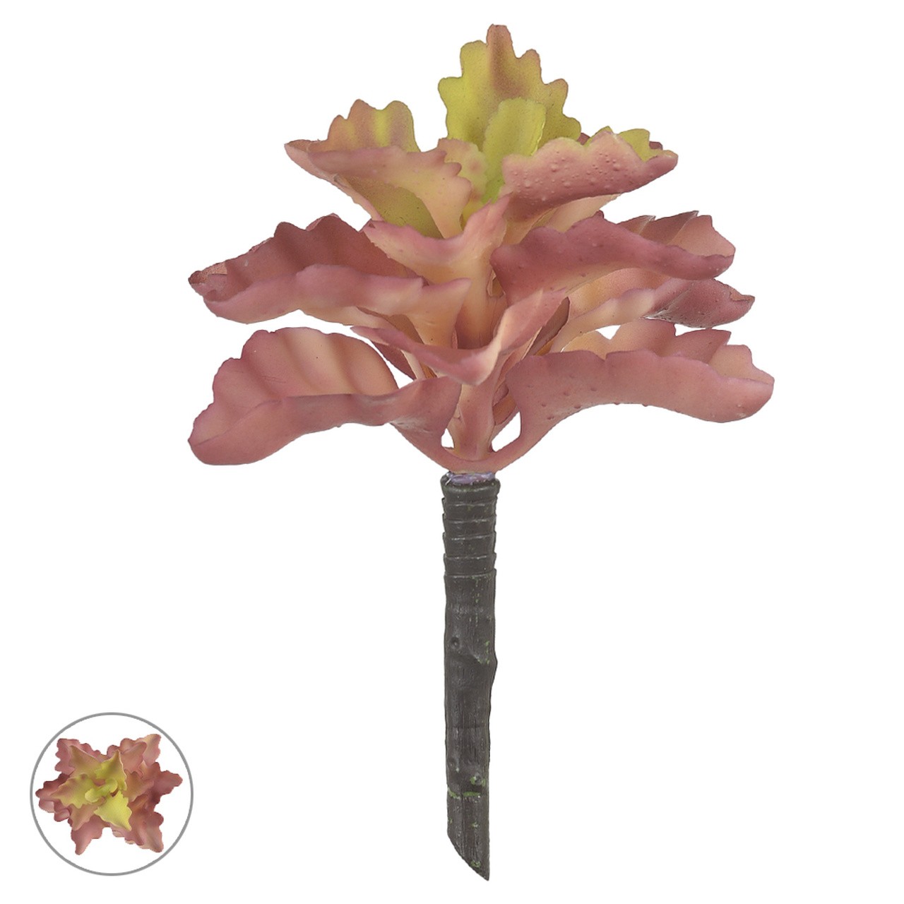 SUCULENTA VM/VD 17CM F ART