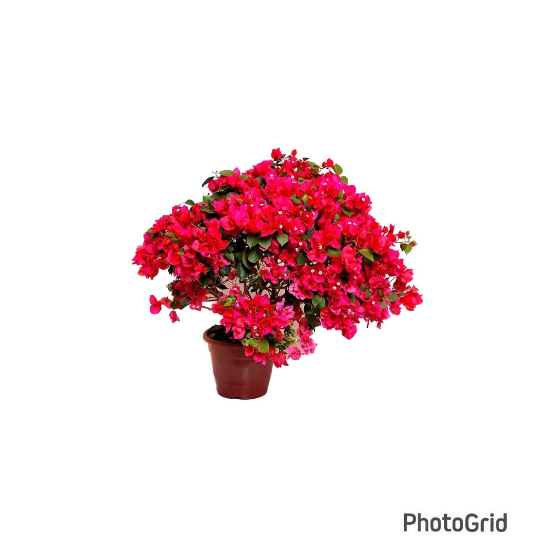 Primavera Árvore MDPT24
