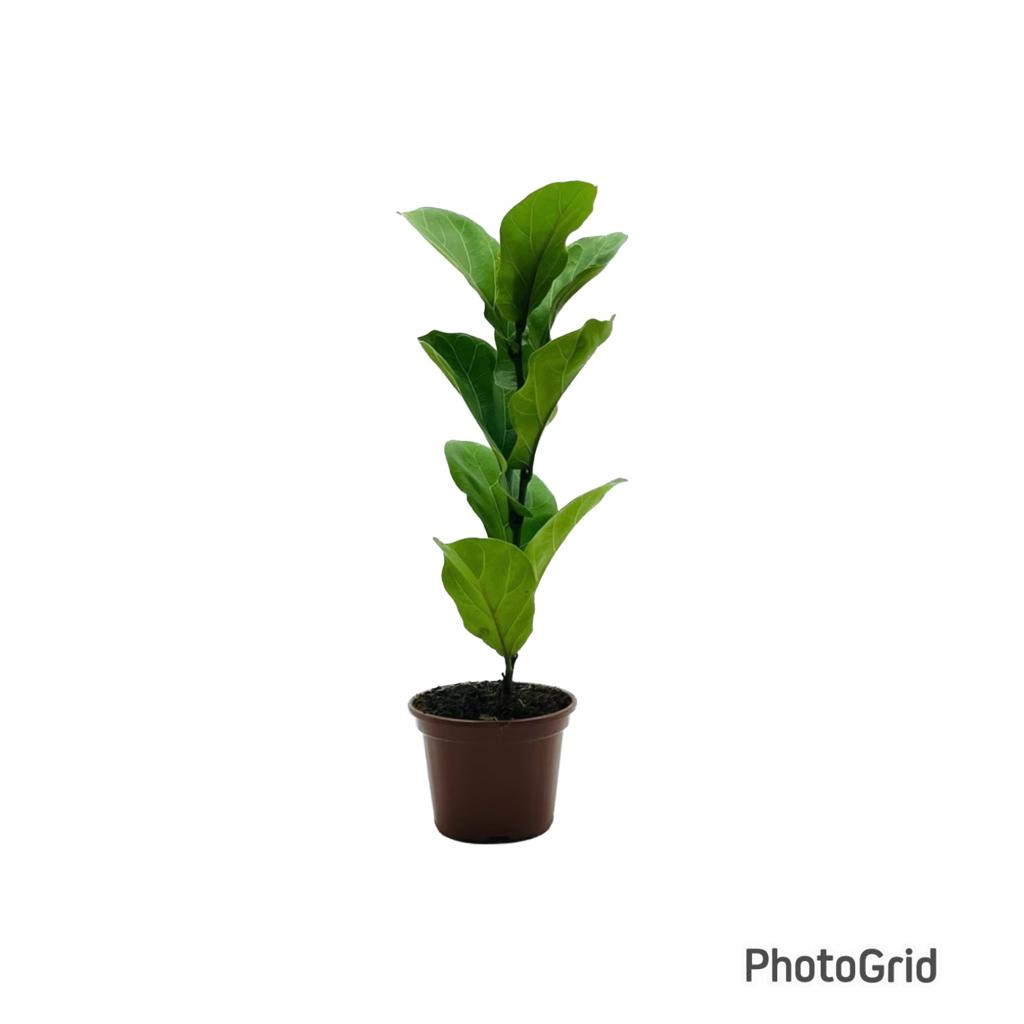 FICUS LYRATA BAMBINO BABY PT15- enviamos para todo brasil