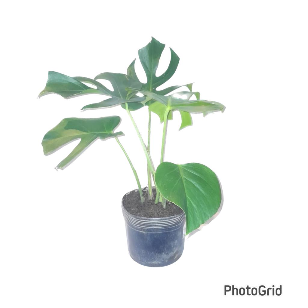 MONSTERA DELICIOSA MDPT23VL -
