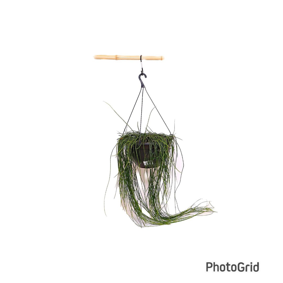 Rhipsalis Macar. 1/2 Vaso MD