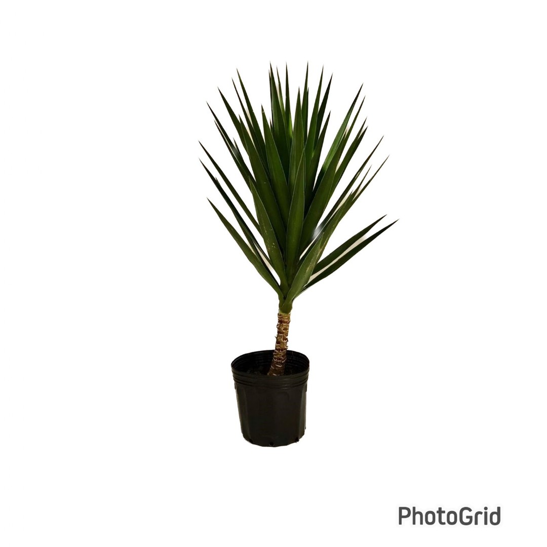 YUCCA PT 27 :: Net Shop Garden