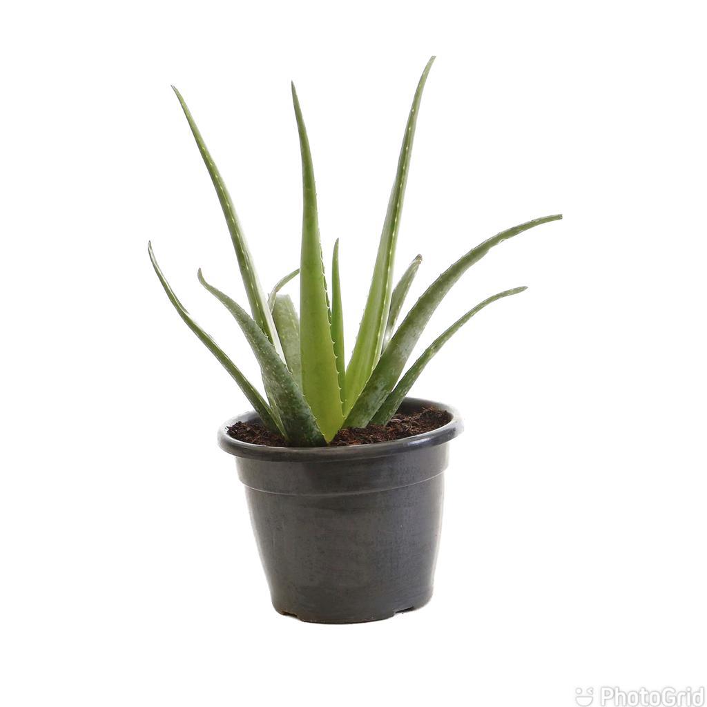 Babosa Aloe MDPT24