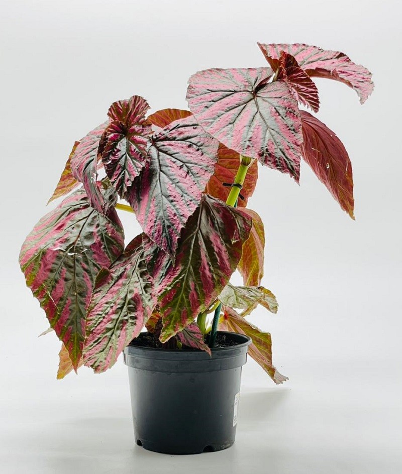 BEGONIA BREVIRIMOSA PT15 (enviamos para todo Brasil)