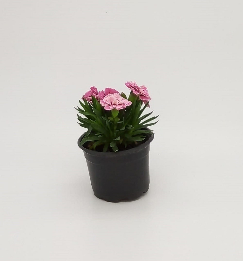 Flores em vasos, Plantas Naturais, Lançamentos :: Net Shop Garden