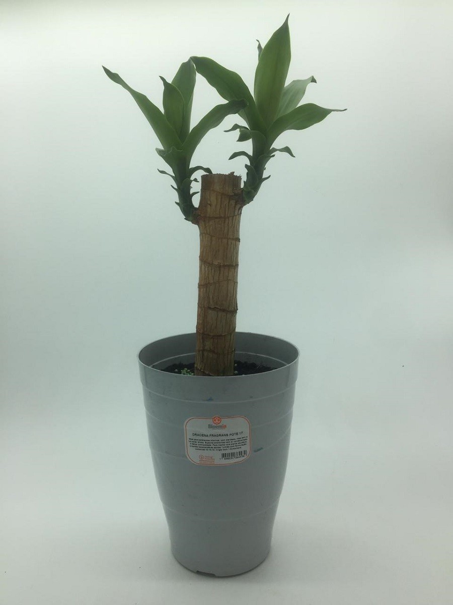 DRACENA PAU D'ÁGUA POTE 17 (enviamos para todo Brasil)