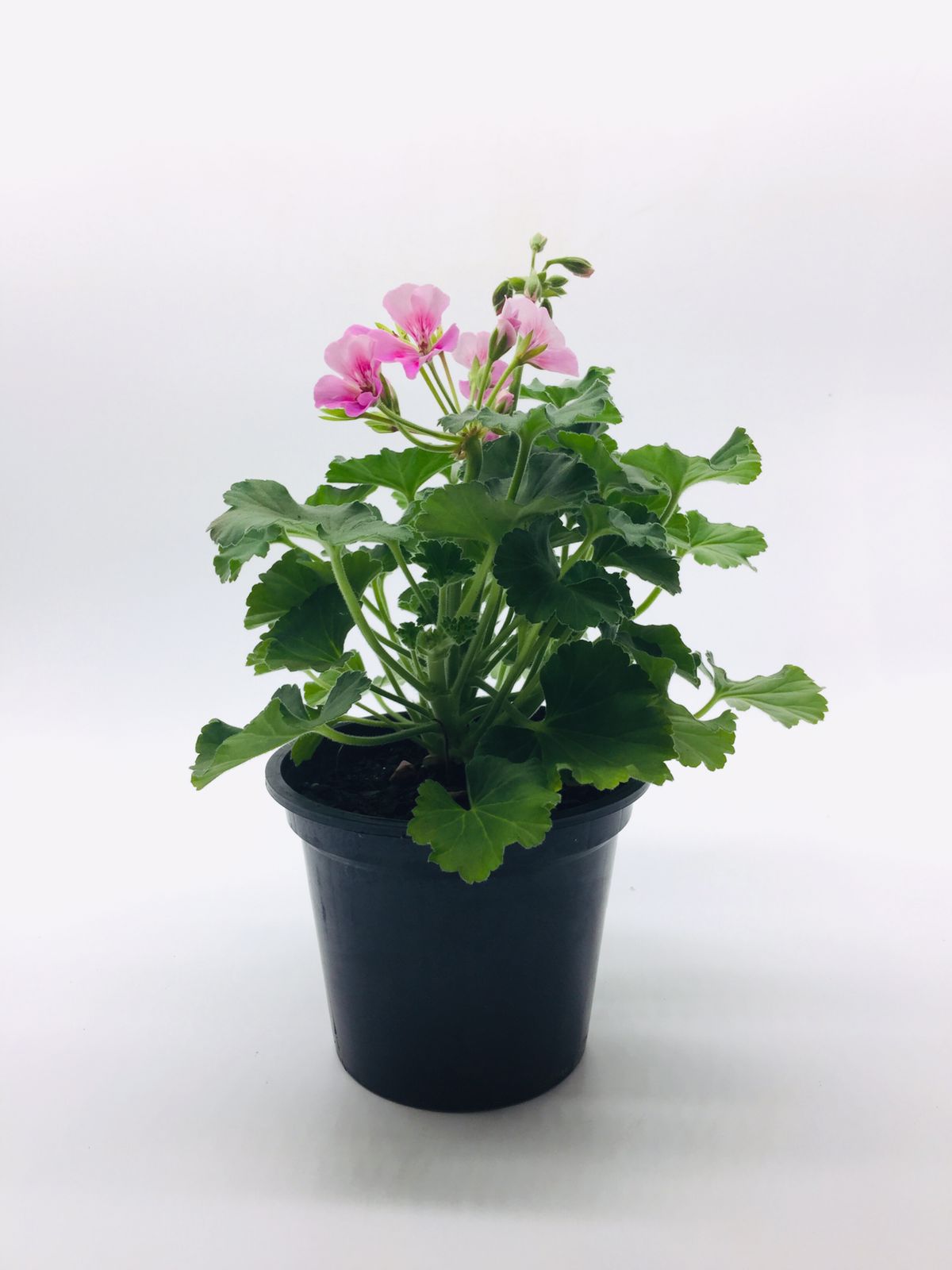 Flores em vasos, Plantas Naturais :: Net Shop Garden