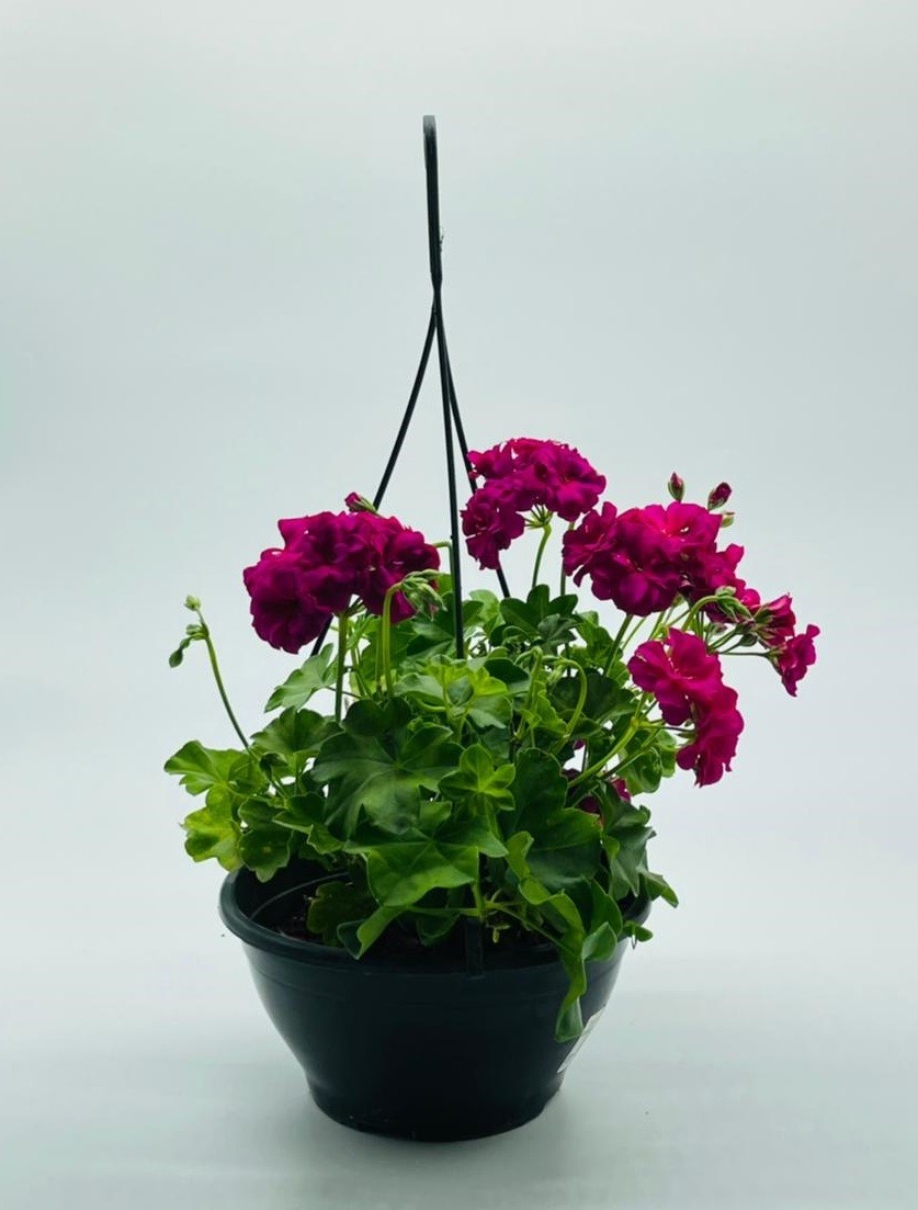 Plantas Naturais, vaso com flores :: Net Shop Garden