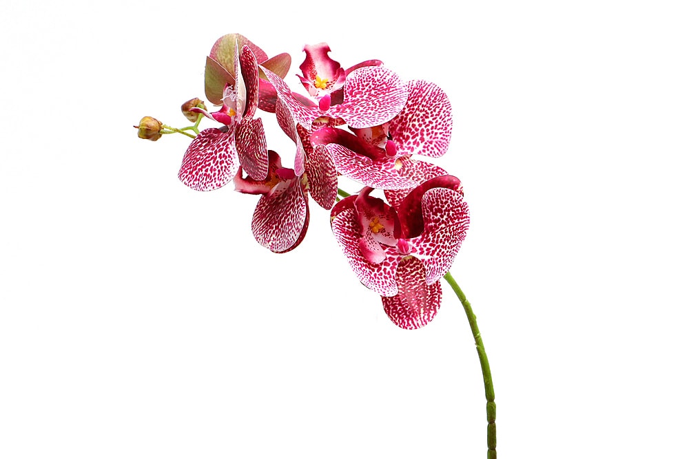 Haste orquídea artificial "pintada" pink (72cm)