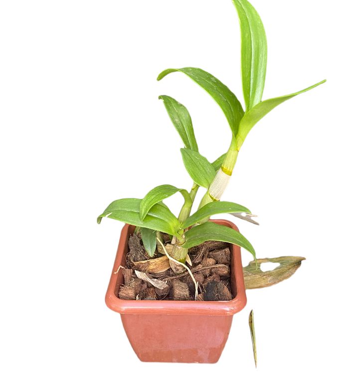 ORQ.DENPHALAEN MINI QUAD MDPT12VL (SEM FLOR)