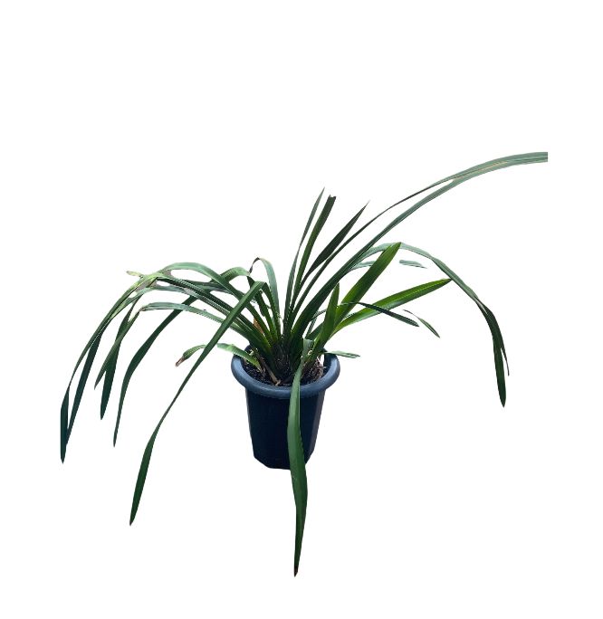 ORQUIDEA JARDIM MDPTSM (SEM FLOR))