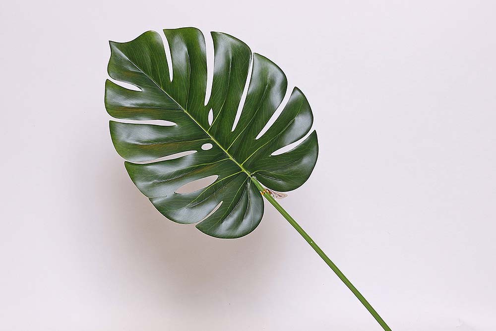folha costela de adao artificial (71cm) :: Net Shop Garden