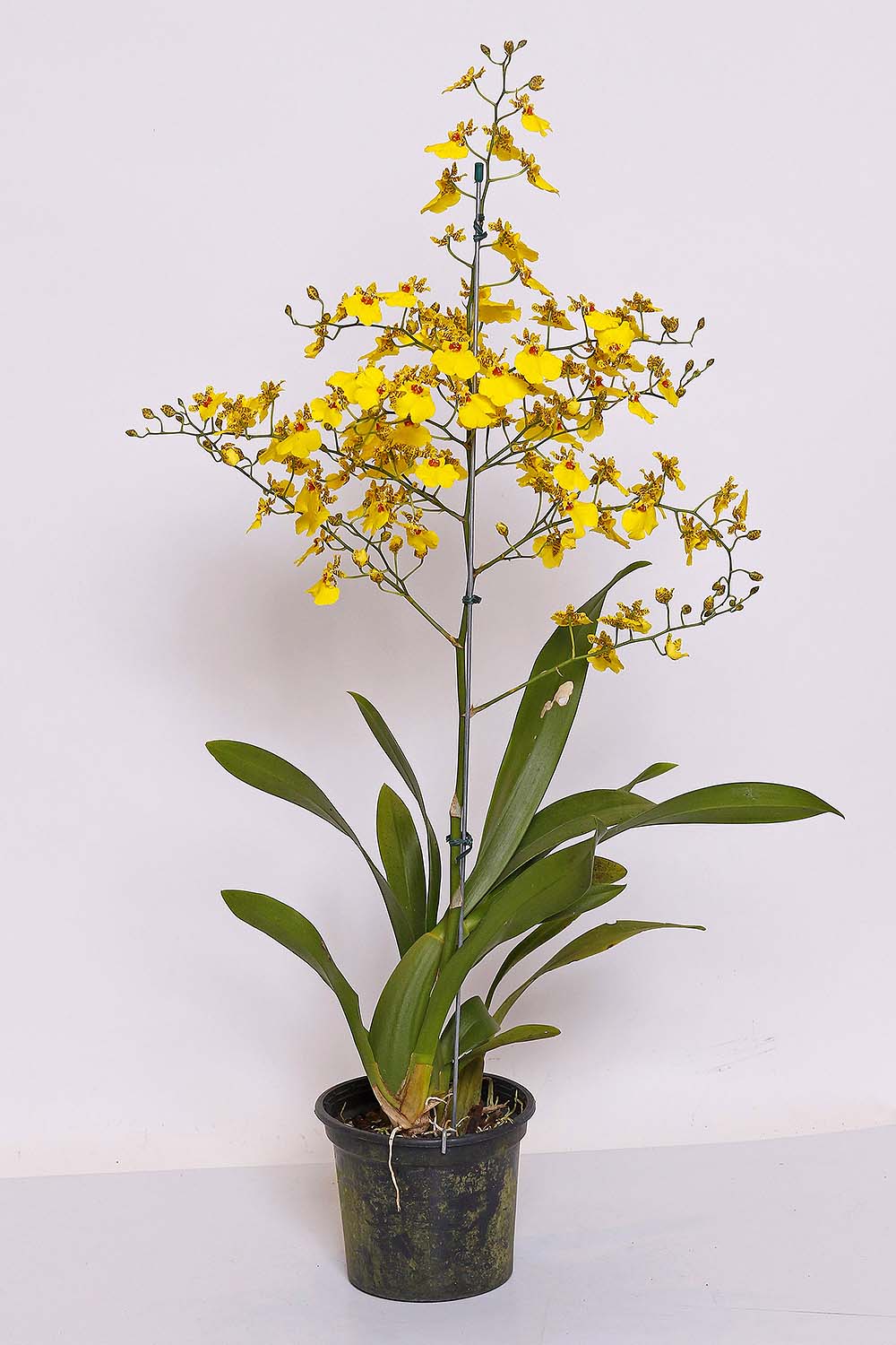 Orquídea Oncidium Honey Amarela MDPT15VL :: Net Shop Garden