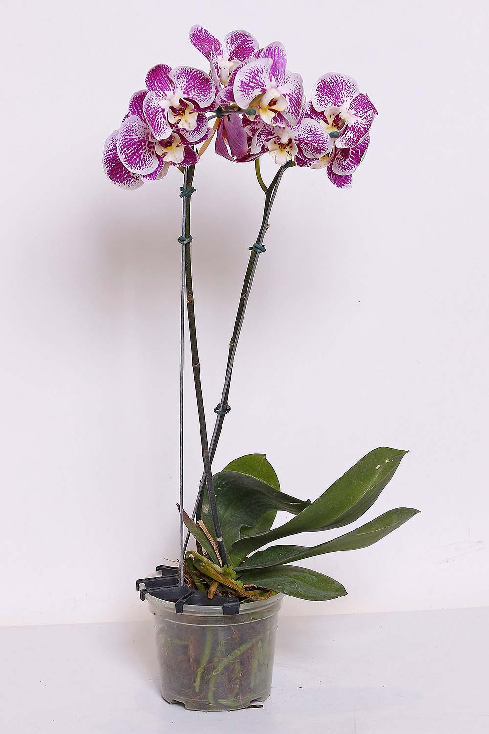 Orquídea Phalaenopsis Pink Pintada 2 Hastes MDPT15 :: Net Shop Garden