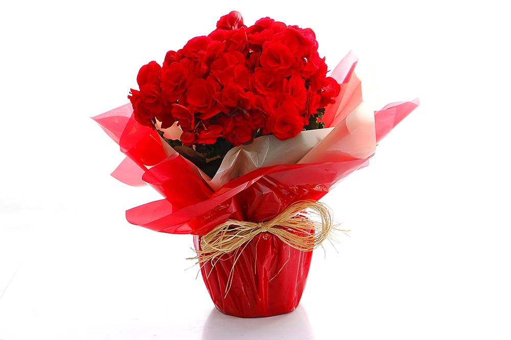 Arranjo Natural Begonia Florença 14