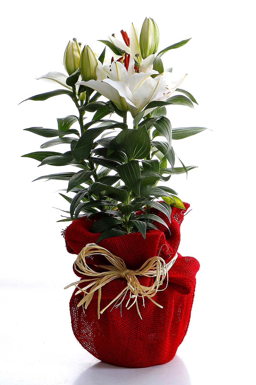 Arranjo Natural Lirio Paris 28