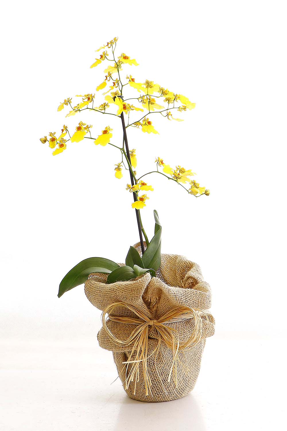 Arranjo Natural Orquidea Oncidium Madri 40 :: Net Shop Garden